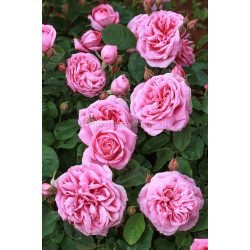 Gertrude Jekyll